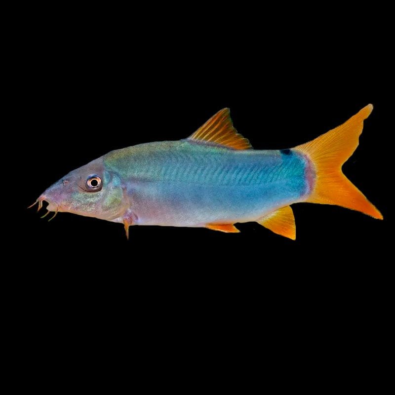 Botia Modesta-Blue Botia
