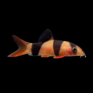 Chromobotia Macracanthus-Clown Loach
