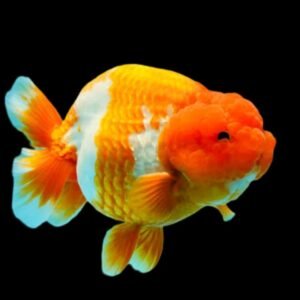 Carassius Auratus-Rancu Goldfish