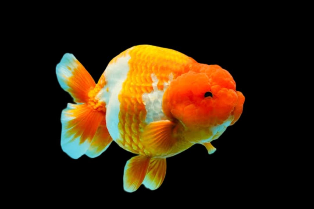 Carassius Auratus-Rancu Goldfish