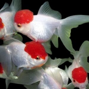 Carassius Auratus-Red Cap Goldfish