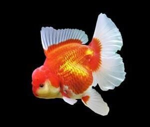 Carassius Auratus-Oranda Goldfish