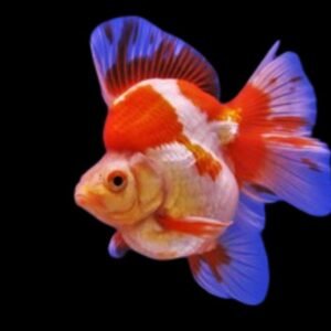 Carassius Auratus-Ryukin Goldfish