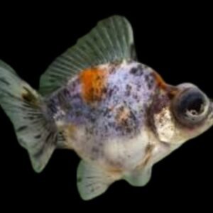 Carassius auratus-Demekin Goldfish