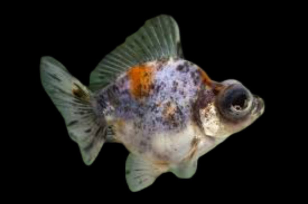 Carassius auratus-Demekin Goldfish