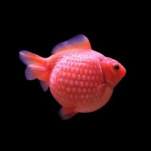Carassius Auratus-Pearlscale Goldfish