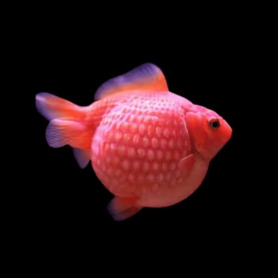 Carassius Auratus-Pearlscale Goldfish