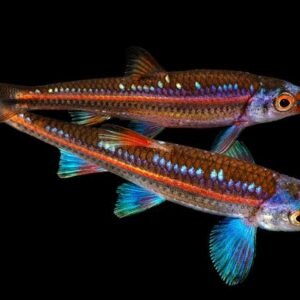 Notropis Chrosomus-Rainbow Shiner