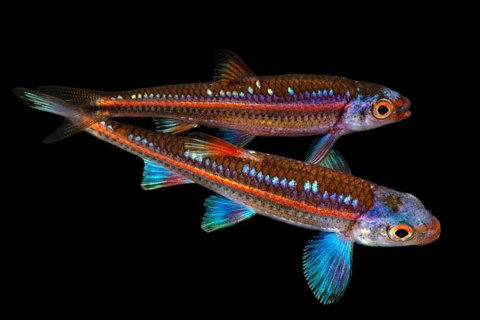 Notropis Chrosomus-Rainbow Shiner