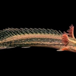 Polypterus Bichir Bichir