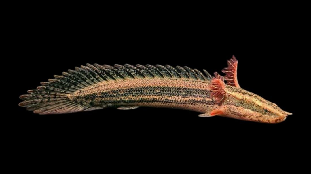 Polypterus Bichir Bichir