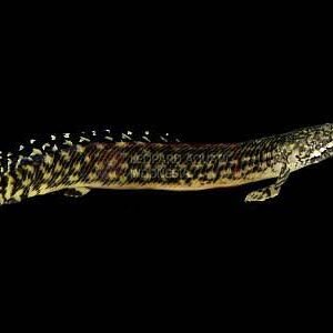 Polypterus Ornatipinnis