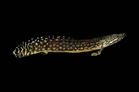 Polypterus Ornatipinnis