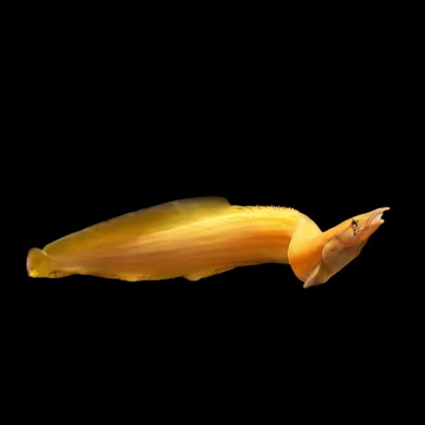 Golden Fire Eel Xanthic