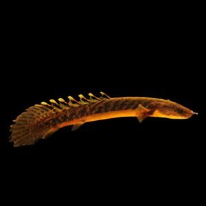 Polypterus Teugelsi