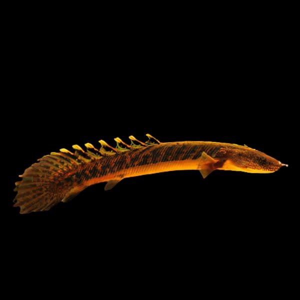 Polypterus Teugelsi