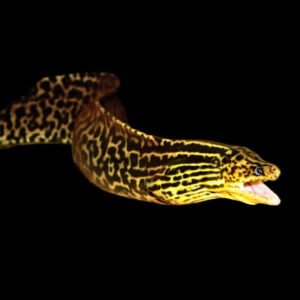Freshwater Tiger Moray