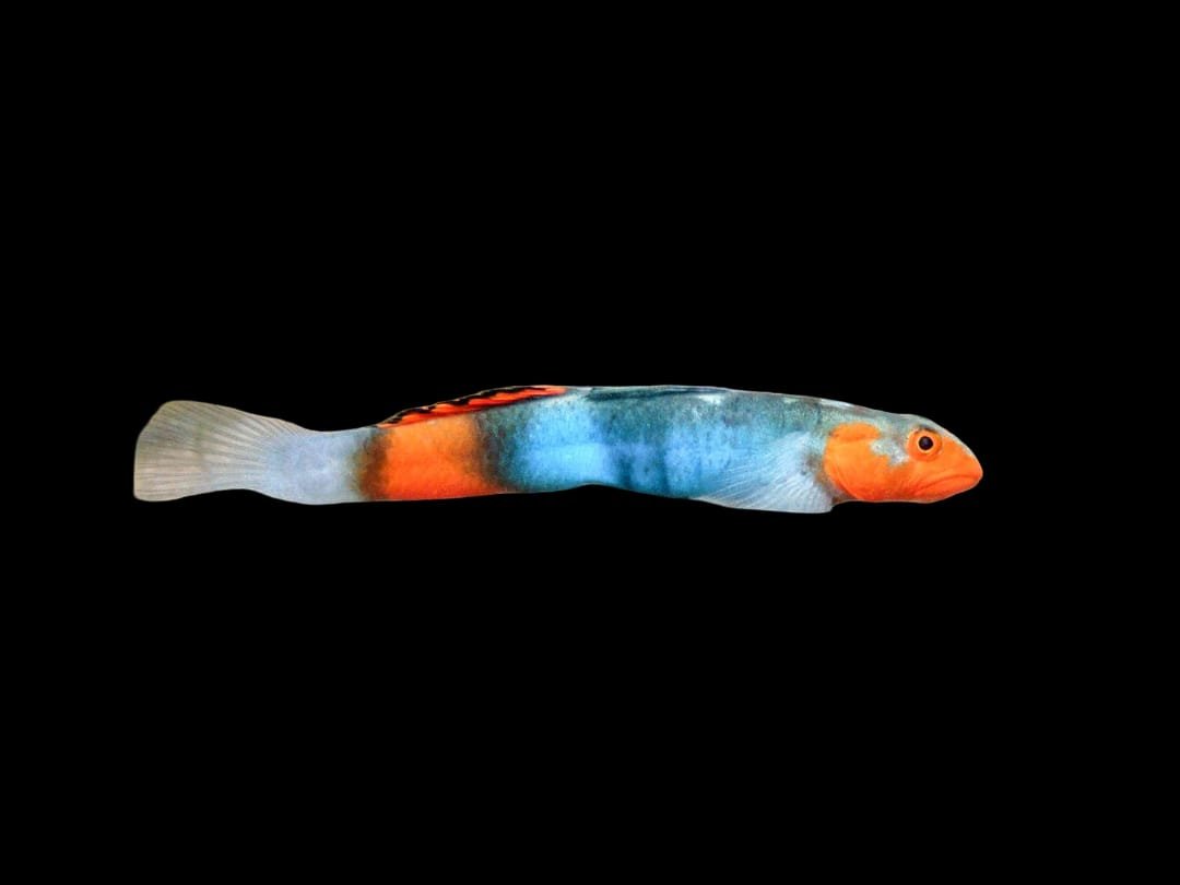 Lentipes Kaaea