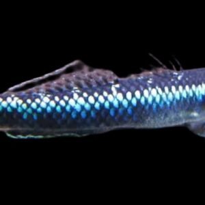 Percnopterygionus-Blue Neon Dwarf