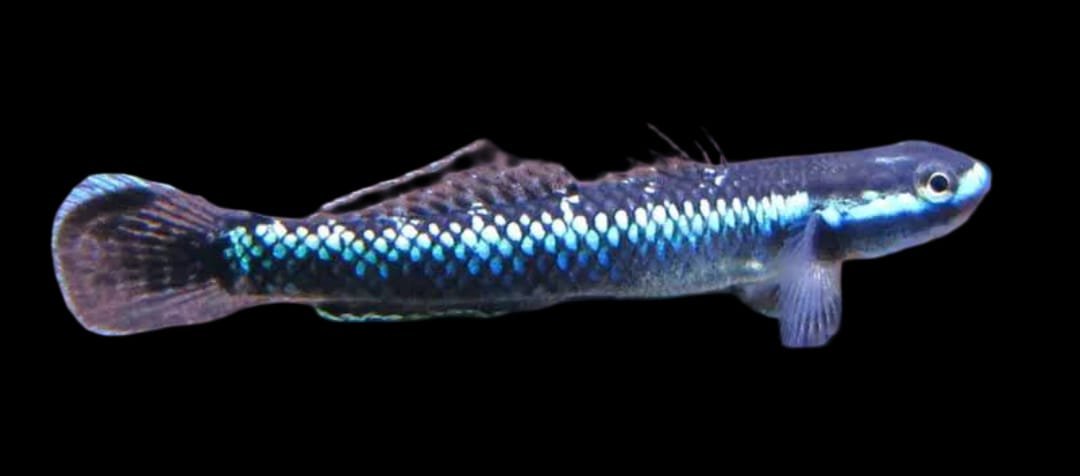 Percnopterygionus-Blue Neon Dwarf