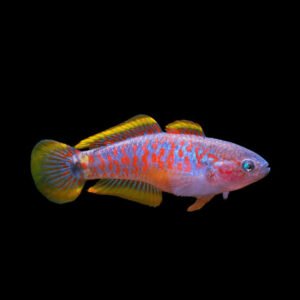 Tateurndina Ocellicauda