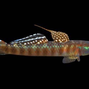 Stiphodon Rutilaureus-Orange Cling