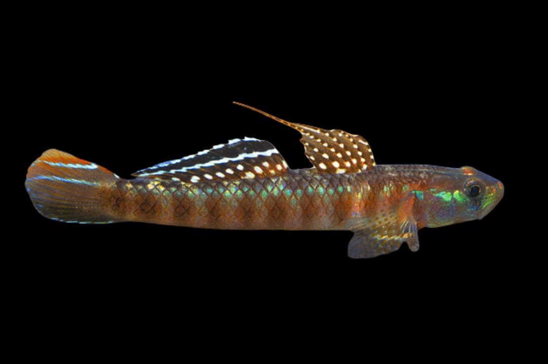 Stiphodon Rutilaureus-Orange Cling