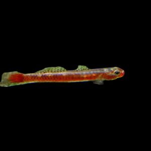 Stiphodon Surrufus-Surufus