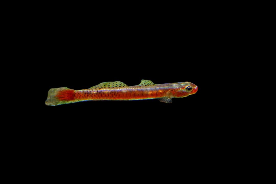 Stiphodon Surrufus-Surufus