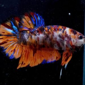 Male Fancy Giant Plakat