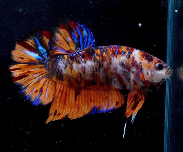 Male Fancy Giant Plakat