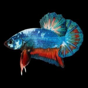 Male Fancy Plakat