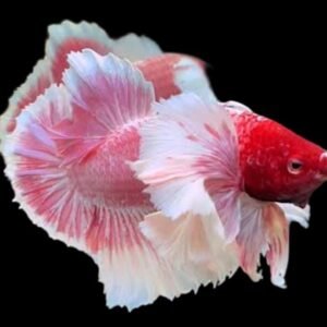 Plakat Double Ear Betta