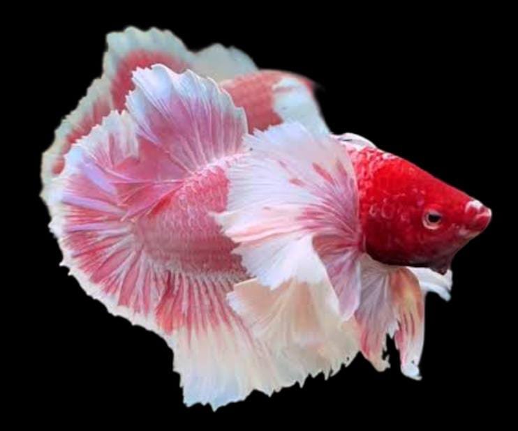Plakat Double Ear Betta