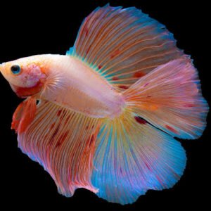 Male Doublefiin Halfmoon