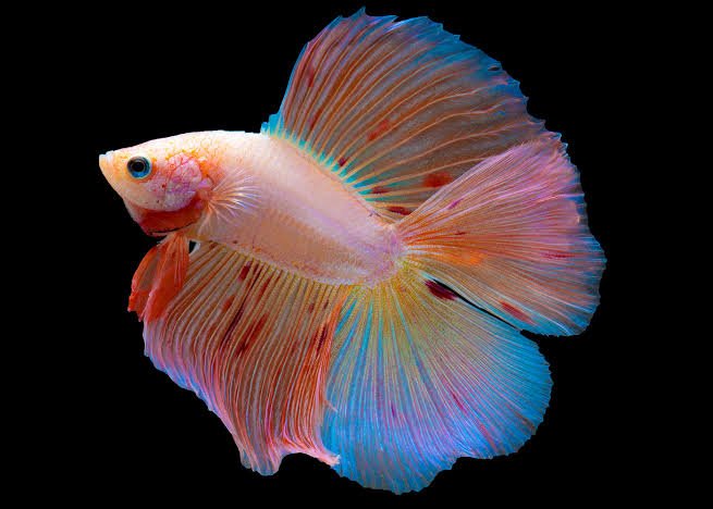 Male Doublefiin Halfmoon