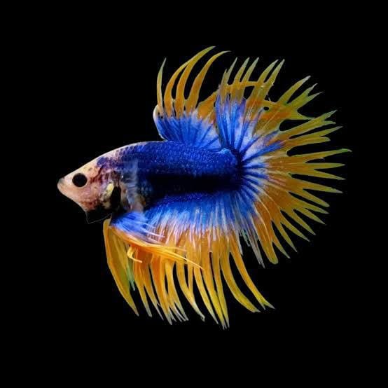 Male Fancy Crowntail