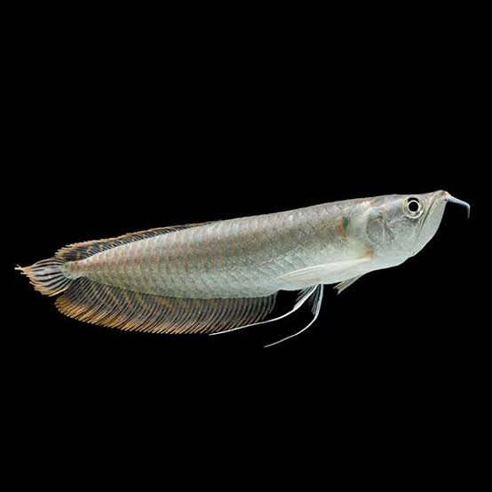 Osteoglossum Bicirrhosum/Silver Arowana