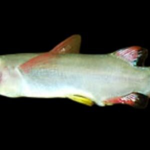Nomorhamphus Liemi/Sulawesi Clown Halfbeak