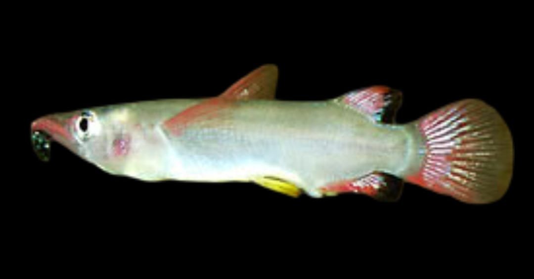 Nomorhamphus Liemi/Sulawesi Clown Halfbeak