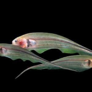 Eigenmannia Virescens/Glass Knifefish