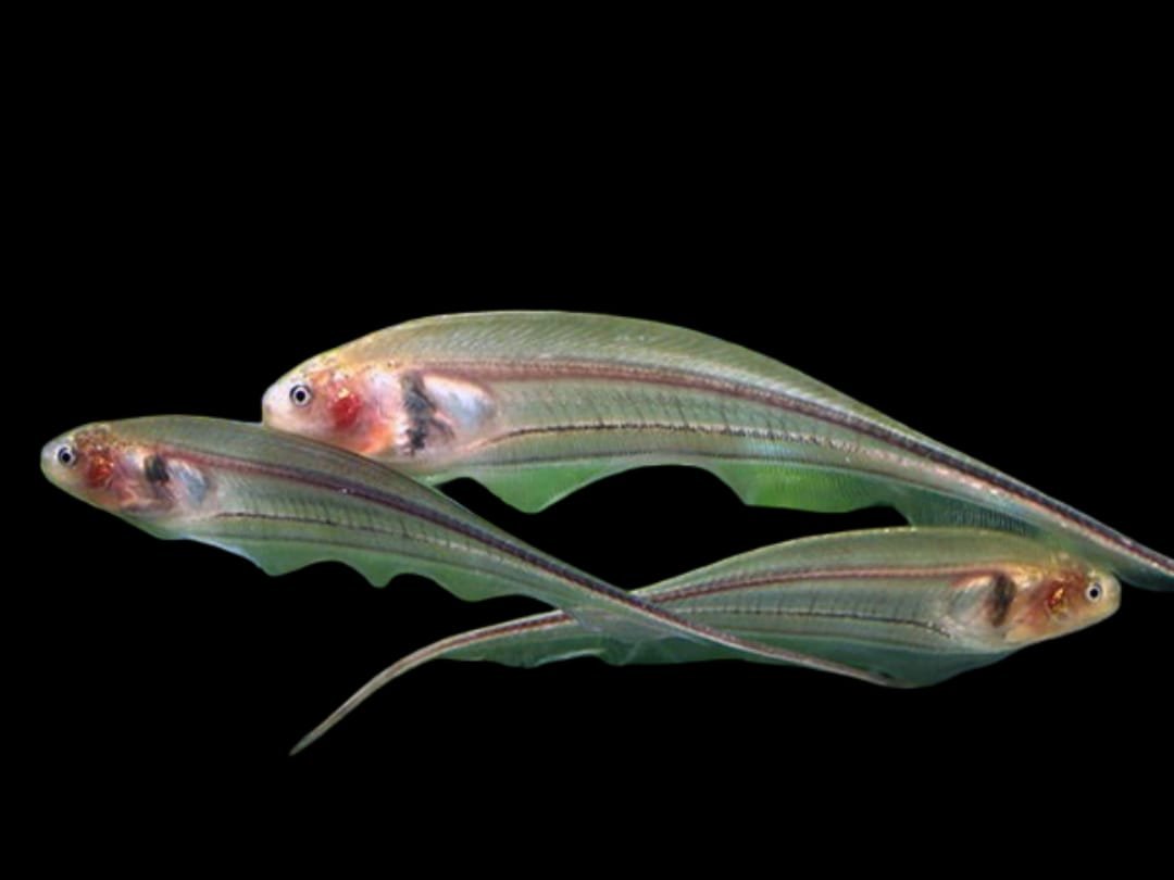 Eigenmannia Virescens/Glass Knifefish