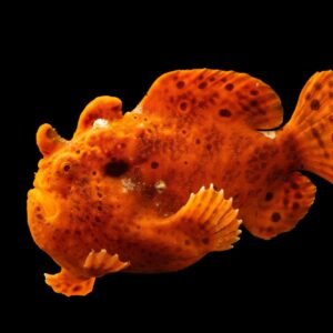 Antennarius Biocellatus var/Red Freshwater Frogfish