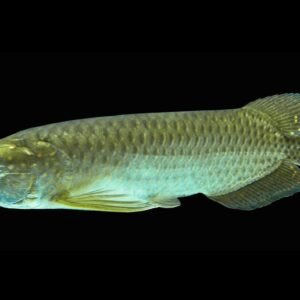 Scleropages Jardinii/Gulf Saratoga
