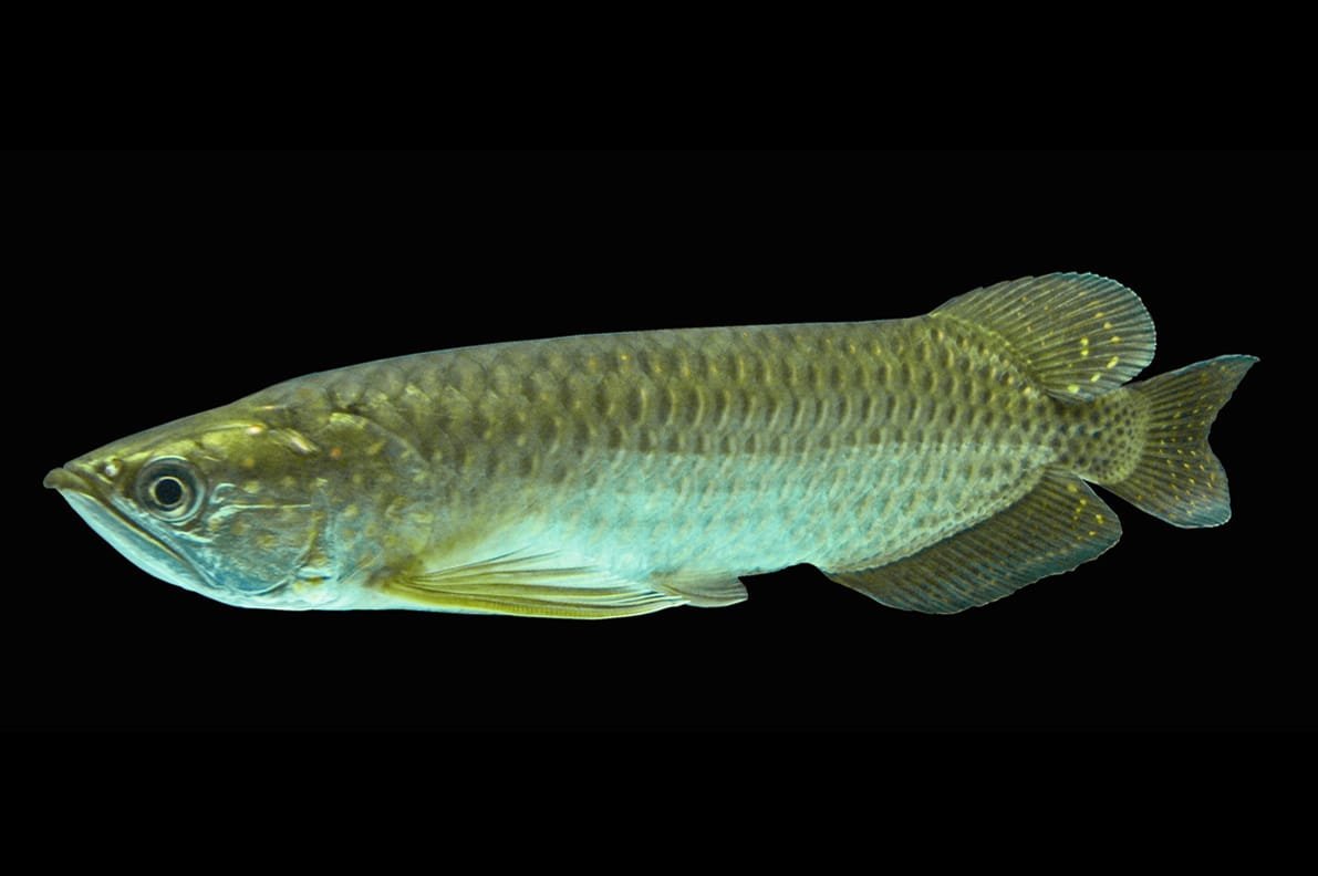 Scleropages Jardinii/Gulf Saratoga
