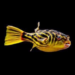 Tetraodon Lineatus/Fahaka Pufferfish