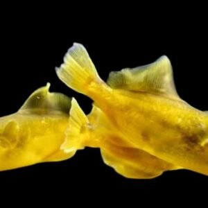 Chonerhinos Naritus/Yellow Puffer