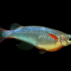 Oryzias sp/Sulawesi Ricefish