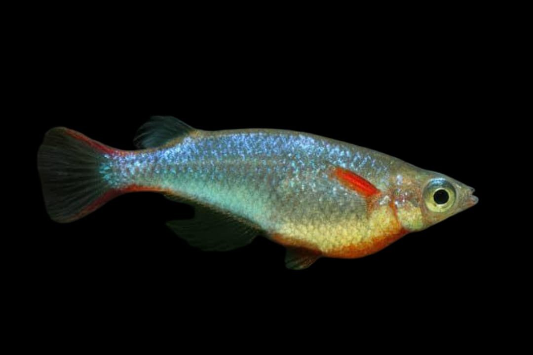 Oryzias sp/Sulawesi Ricefish