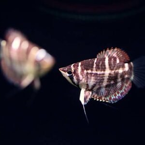 Sphaerichthys Selatanensis/Crossband Chocolate Gourami